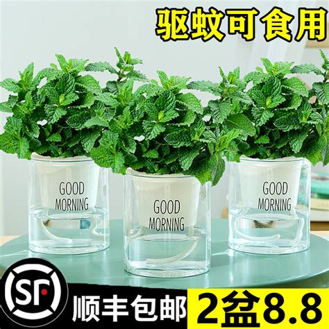 厕所植物|5种适合在卫生间养的绿植，不仅耐阴好养而且清新去味！